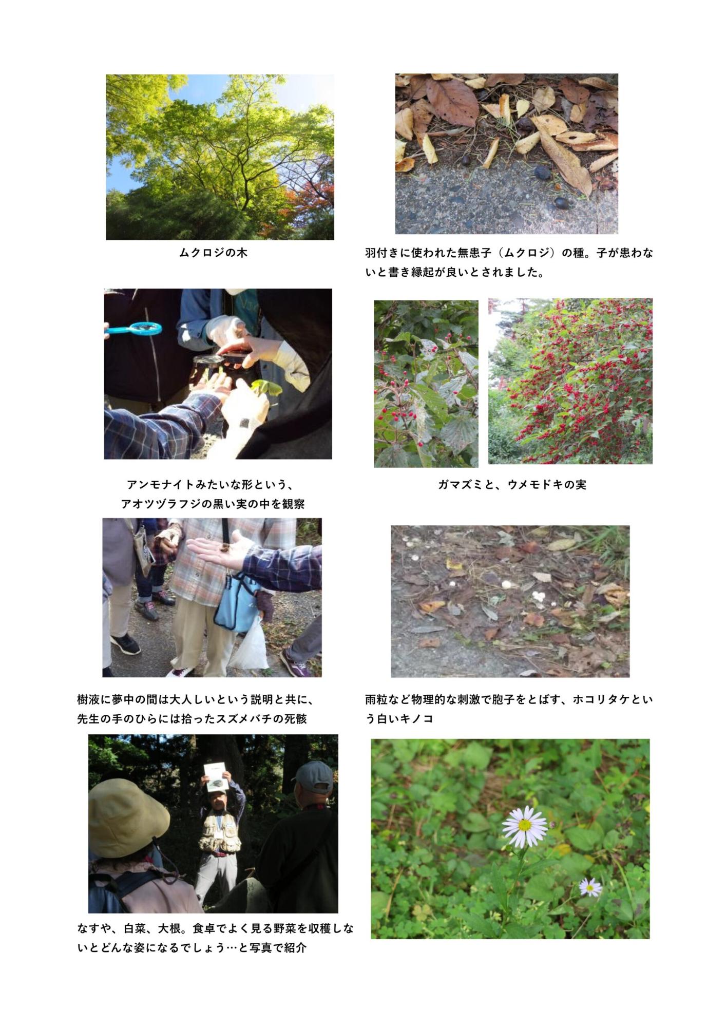 ムクロジの木や、黒や赤の植物の実、白いキノコの写真、スズメバチの死骸を観察している様子や、食卓でよく見る野菜を収穫しないとどのようになるかを写真で紹介している様子の写真をコメントを添えてまとめた画像