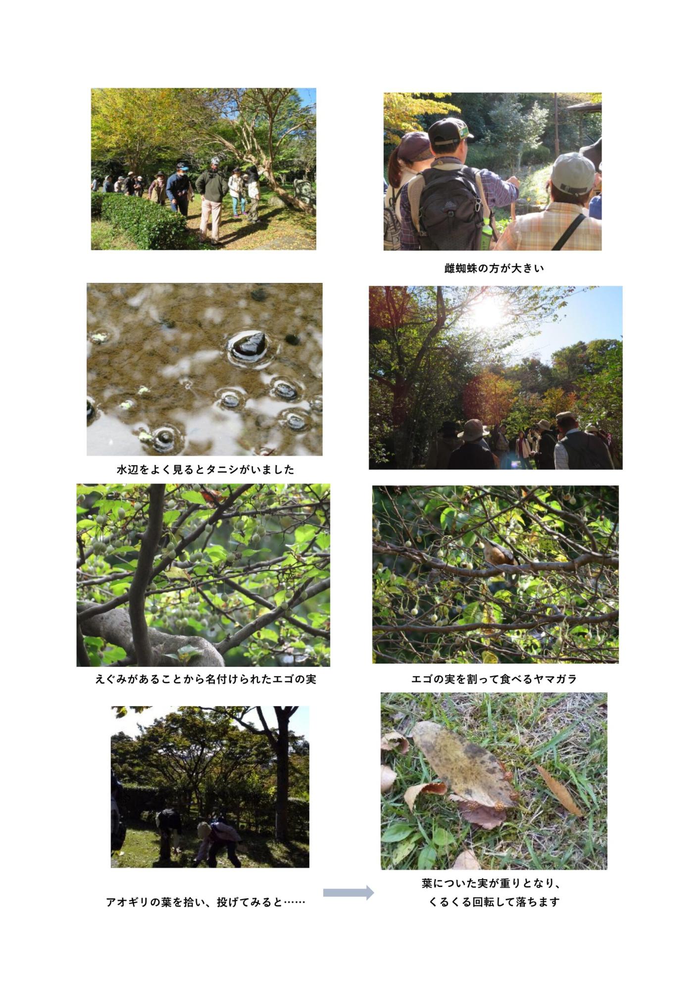 発見したタニシや蜘蛛、エゴの実、ヤマガラの写真や、アオギリの葉を投げている様子の写真など、観察の風景をコメントを添えてまとめた画像
