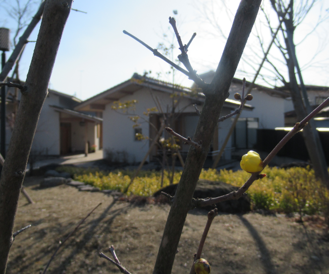 冬枯れの枝先に丸い黄色い蕾が一つ鮮やかに浮かび上がり奥には白い壁の建物と柔らかな日差しに照らされた庭の風景が広がる写真