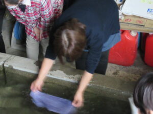 1人の女性が、コンクリートの水槽に張られた水の中に、身をかがめて青色の布をさらしている様子の写真