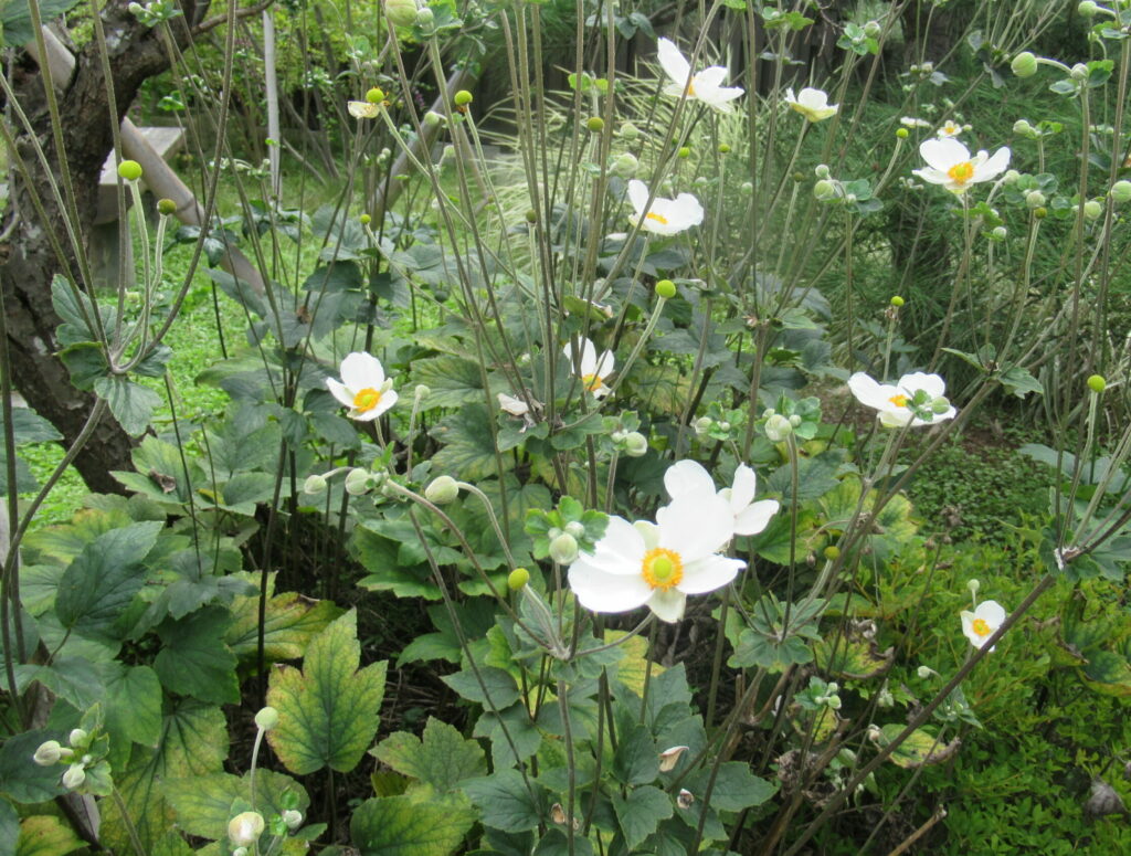 群生した濃緑の葉の上に、細長い茎が伸びて白い花と多数のつぼみが点在している様子の写真
