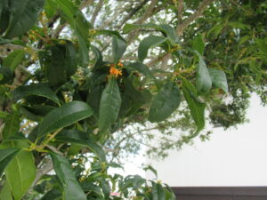 濃緑の葉の合間にわずかに橙色の小花が咲いている様子がわかる写真