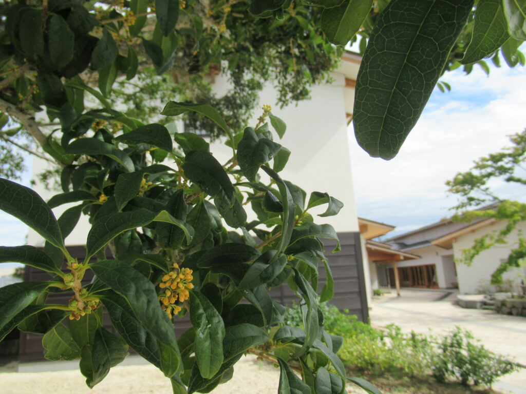 緑の葉が重なる枝先に黄色の小花のつぼみが膨らんでいる様子がうかがえる写真