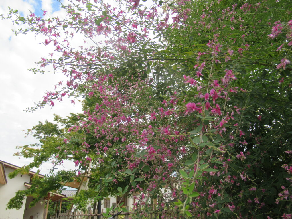 小さな緑の葉をつけた、細くしなやかな枝いっぱいに濃いピンク色の萩の花が咲き広がっている写真
