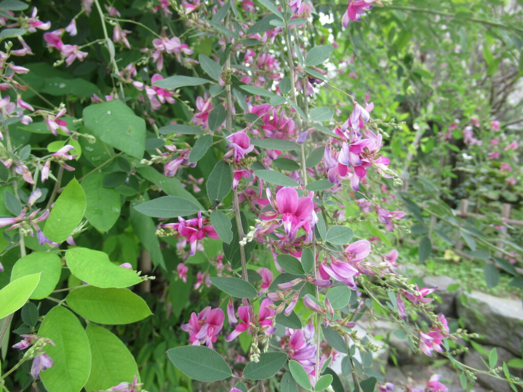 濃緑の丸みを帯びた小さな葉の間に濃いピンク色の萩の花が咲いている写真