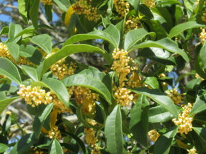 緑の葉の間に淡黄色のつぼみが房になって付いている写真