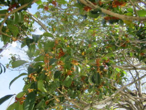 木漏れ日の差す枝の緑の葉の間に橙色の小花が点在している写真