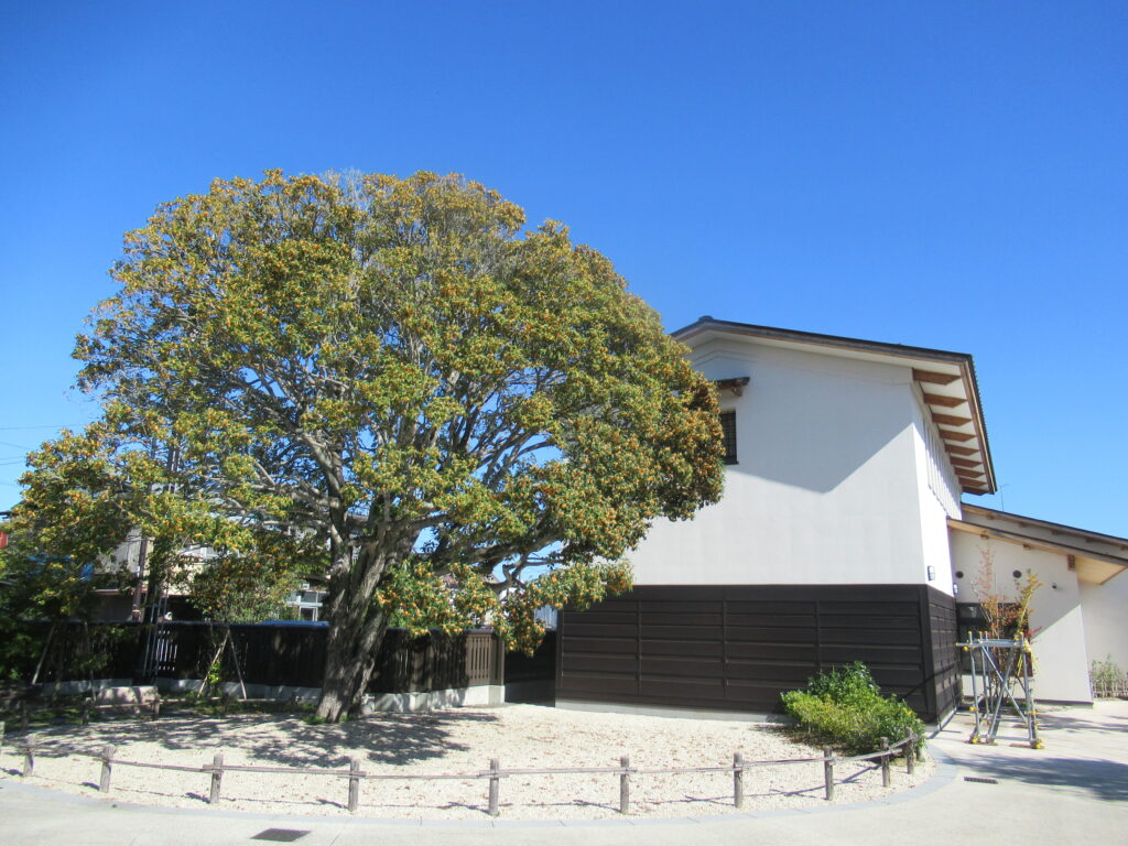 青空の下で大きく枝を広げた金木犀の木が、低い柵に囲まれ、和風の建物の横に立っている写真