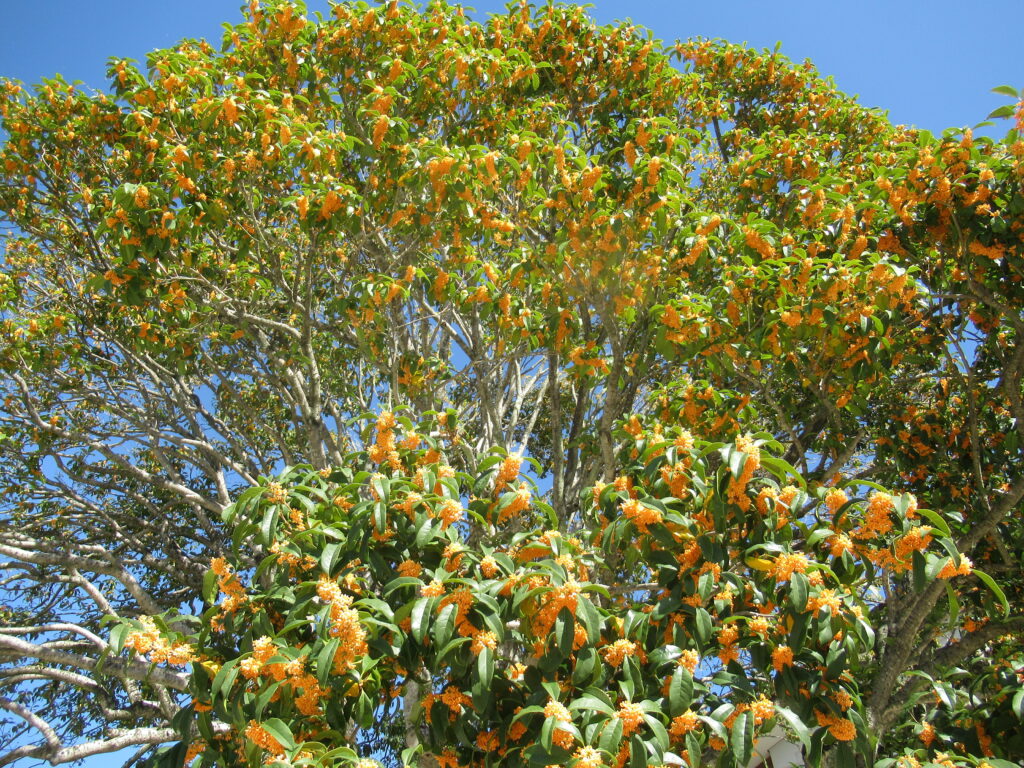 青空を背景に広がる金木犀の大樹の枝先まで緑の葉が茂り、橙色の小花が無数に咲いている写真