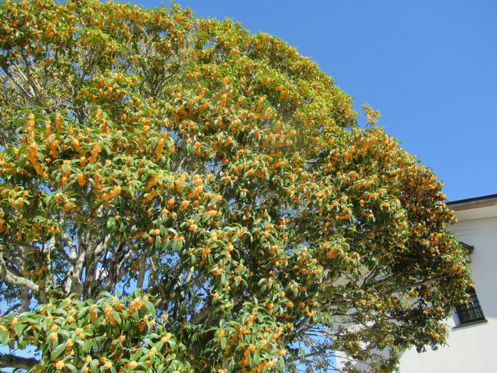 青空を背景に丸く広がる樹冠いっぱいに緑の葉と橙色の小花が密に咲き、陽光を受けて鮮やかに輝く大きな金木犀の木を捉えた写真