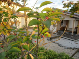 柔らかな日差しの中で小さな赤い実をつけた枝葉が手前に映り、奥には白壁と木造の建物や砂地の庭が広がる穏やかな景色の写真