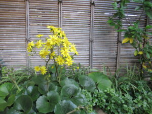 竹の垣根を背景に艶のある大きな緑葉の中心で黄色い花が房状に咲き、周囲の草木とともに落ち着いた庭の一角を彩る写真