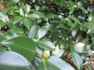 艶やかな濃緑の葉が密に茂る中に丸い蕾が点在し、柔らかな光を受けて瑞々しく輝く様子を捉えた写真