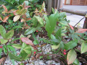 地面の白い砂利の上で赤い実を付けた低木が色づいた葉を広げて繁り、背景には木柵と建物の外観が柔らかく映り込む写真