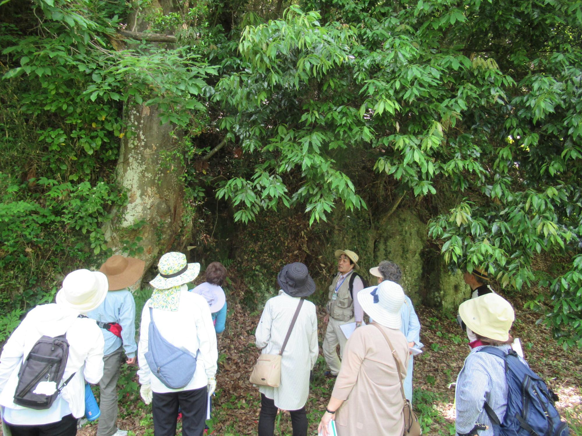 深い緑に覆われた森の中で、帽子を被ったガイドの男性を囲むように、日除けの帽子を被った多くの参加者たちが大きな木を見上げながら熱心に説明を聞いている写真