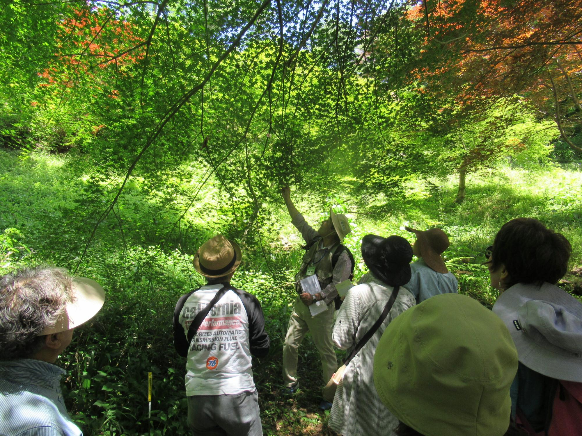 陽光が降り注ぐ鮮やかな緑の森の中で、帽子を被ったガイドの男性が頭上に広がる木の枝を指差し、それを見上げる参加者たちに熱心に解説を行っている写真