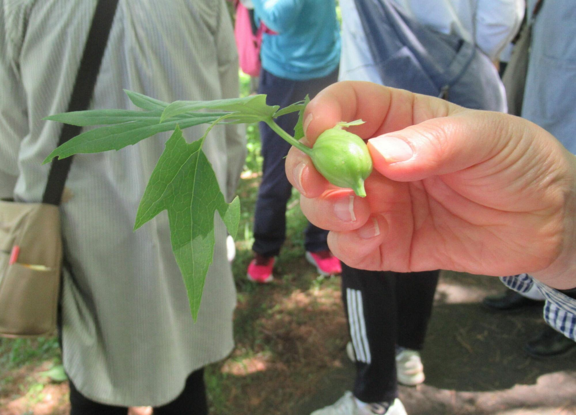 屋外の緑豊かな場所で、茎の先に付いたまだ青く小さく丸い果実を手に持った指をクローズアップした写真