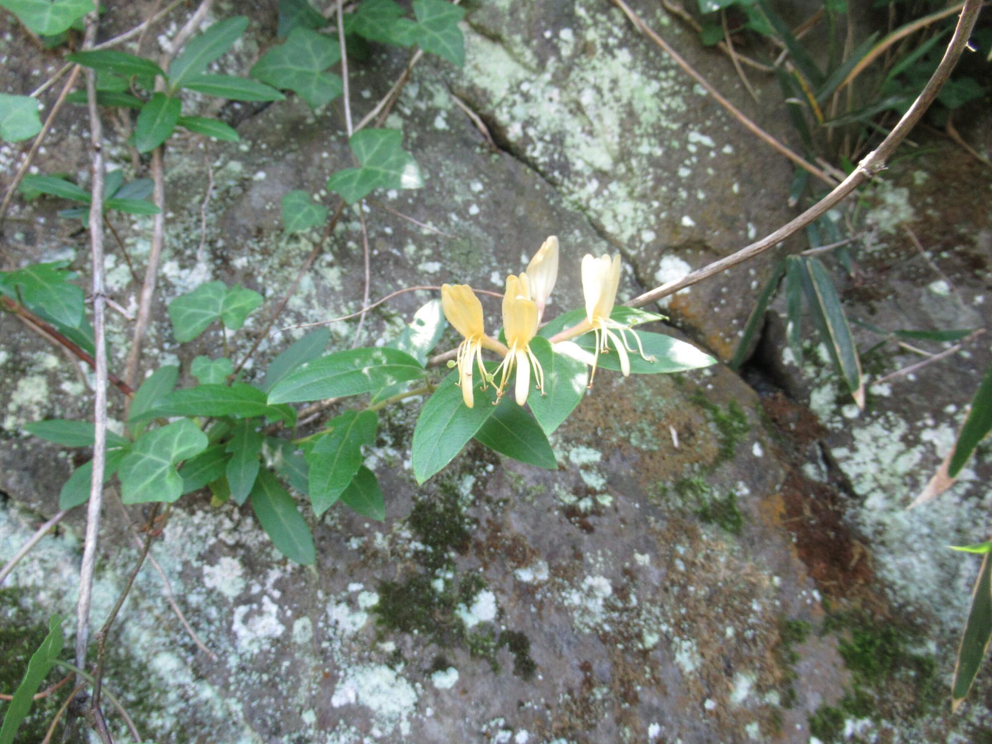 苔の生えた岩肌を背景に、細い茎の先に数輪の淡い黄色の花を咲かせたすいかずらが、周囲の緑の葉とともにひっそりと自生している様子を至近距離から捉えた写真