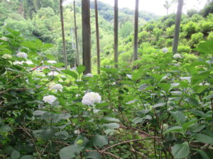 白いアジサイが茂る前景越しに細長い木々が立ち並び、奥まで続く緑豊かな山の斜面が広がっている写真