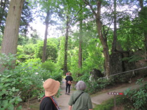 緑豊かな林の中で数人が木々に囲まれた緩やかな小径を進み周囲のアジサイや岩場を眺めながら散策している写真