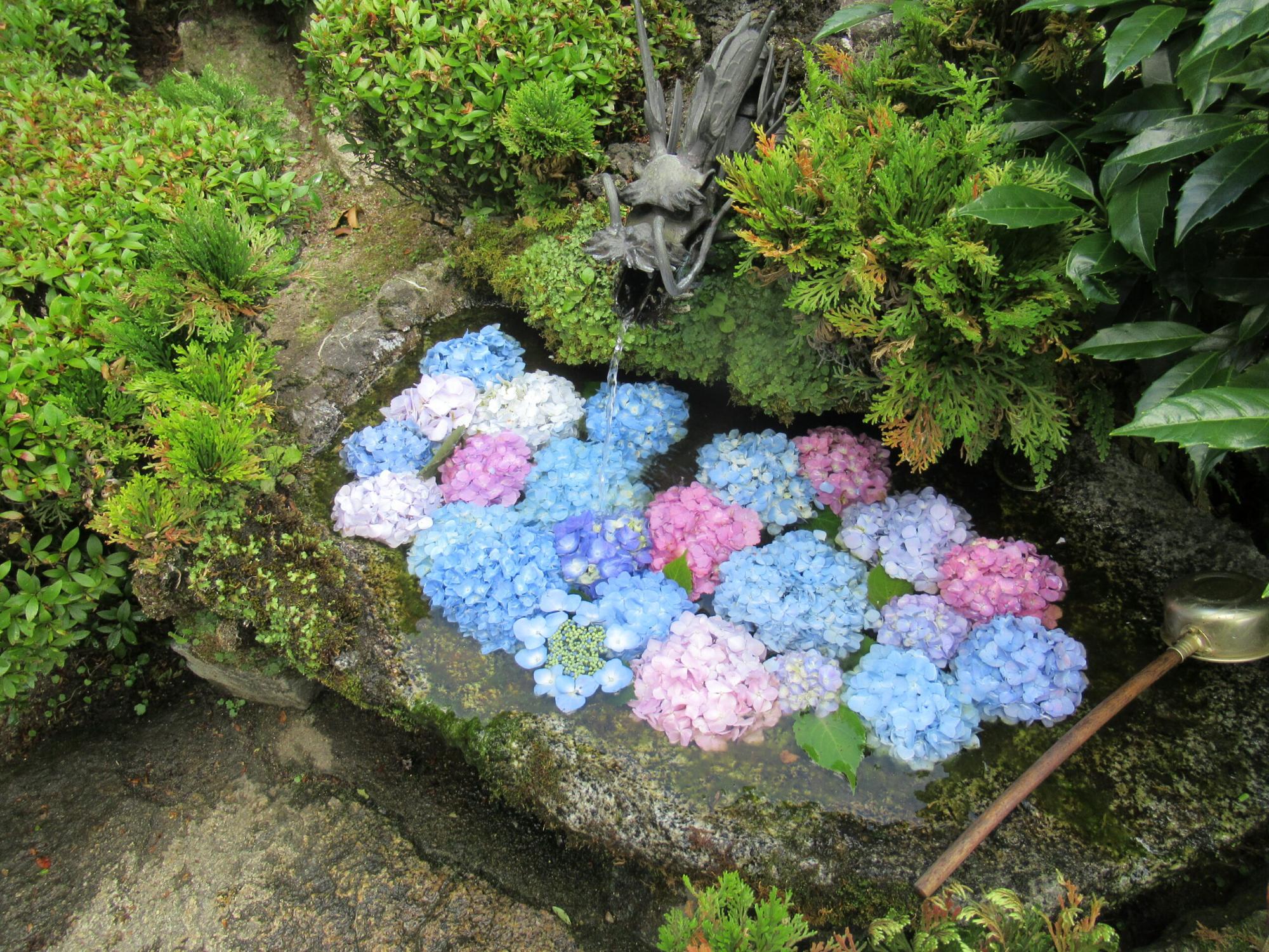 龍の口から水が注がれる苔むした手水鉢に、青や桃色など色とりどりのアジサイの花が水面いっぱいに浮かび周囲の豊かな緑が彩りを添える写真