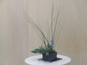 明るい室内にある丸い白木の台座の上に、黒く四角い花器が置かれ、そこから細く長い緑の枝が放射状に天へと伸び、根元には青紫色の小さな花と瑞々しい緑の葉が密度高く生けられている写真