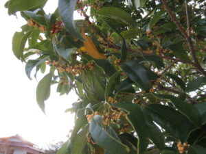 逆光の柔らかな光を受けた枝に濃緑の葉が重なり、その間に小さな橙色のつぼみが点々と覗く写真