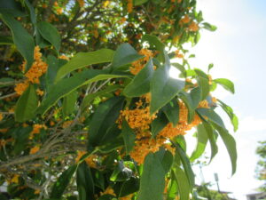 青空の光を受けた枝先に濃緑の葉と橙色の小花が密に咲き広がり、柔らかな日差しが全体を照らす写真