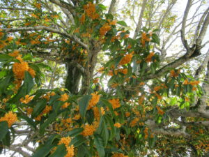 大きな木の太い枝に濃緑の葉と橙色の小花が無数に群れ咲き、木漏れ日の中で立体的に枝葉が周囲へ広がる光景の写真