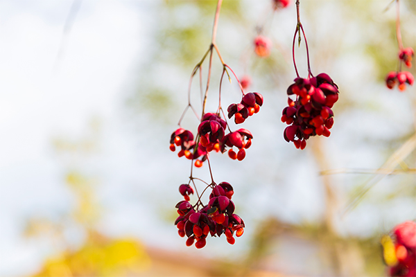 枝先に房状に実った深紅の実が柔らかな日差しを受けて浮かび上がり、背景が淡くぼけた鮮やかな情景の写真