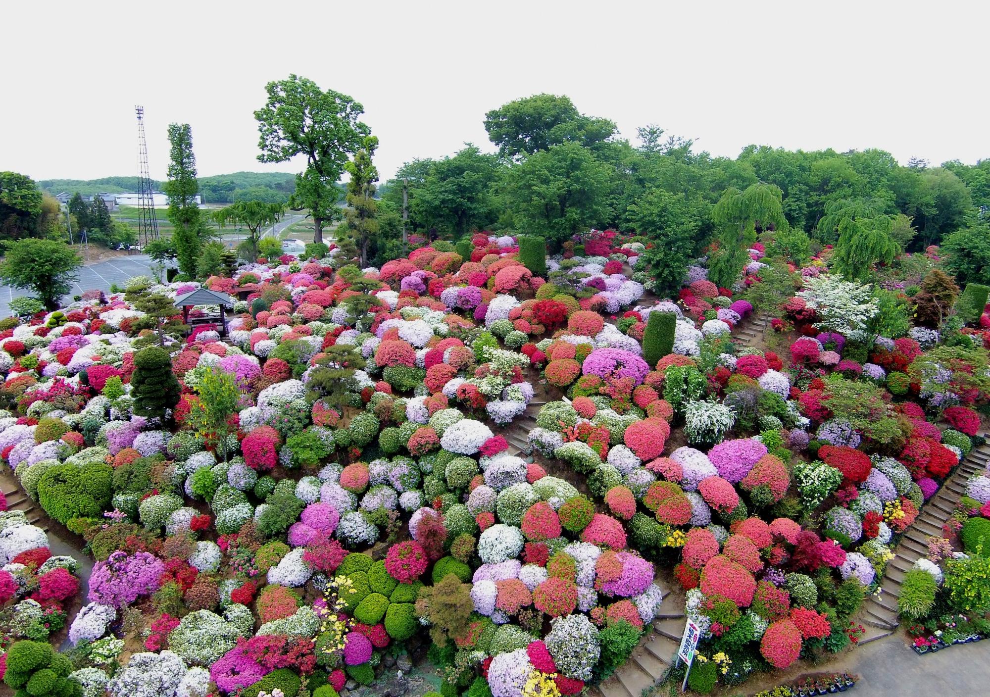 画像:大桑原つつじ園を空撮したもの