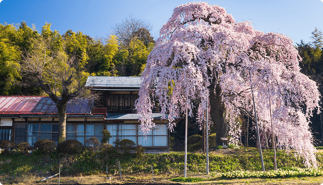 青空と竹林を背景に、木造家屋の横で満開に咲き誇る大きなしだれ桜の写真