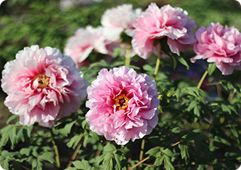 ピンク色の牡丹の花