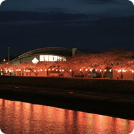 夜の川沿いでライトアップされた桜並木。提灯の明かりが川面に反射している