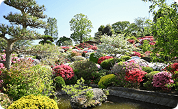 青空の下、斜面いっぱいに赤やピンクのツツジが咲き誇る日本庭園